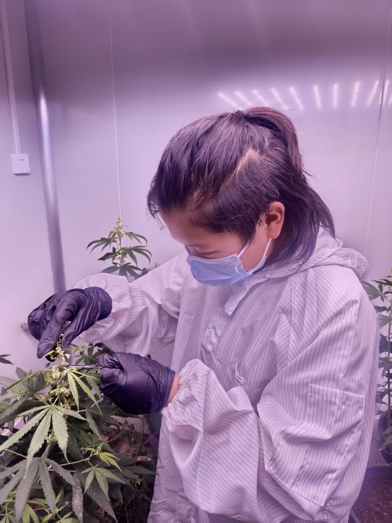 Young entrepreneur conducting medical cannabis research